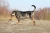 CATAHOULA 030